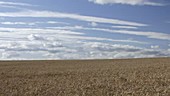 Wheat field, timelapse