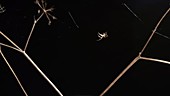 Spider spinning web, timelapse