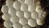 Leopard slug eggs, timelapse