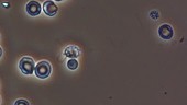 Plasmodium berghei, light microscopy