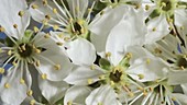 Blackthorn flowering, timelapse