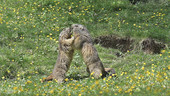 Alpine marmots play fighting