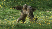 Gophers fighting, high-speed