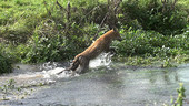 Fox crossing river, high-speed