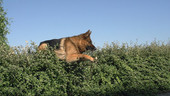 Dog jumping over hedge, high-speed