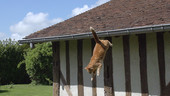Cat jumping off a roof