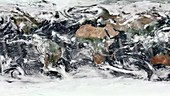 Earth satellite map, VIIRS footage