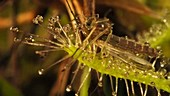 Cape sundew with mosquito, timelapse