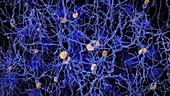 Neurons with amyloid plaques, animation