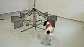 Cancer detection dog training