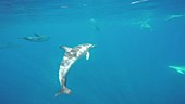 Common dolphins underwater