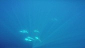 Risso's dolphins underwater