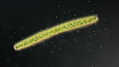 Algal cell and diatom