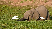Elephant and cattle egrets