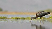 Glossy ibis feeding