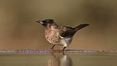 Dark-capped bulbul drinking