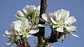 Pear tree blossoming, timelapse