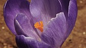 Crocus flower opening, timelapse