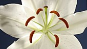 Lily flower, timelapse