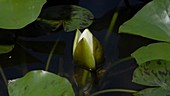 Water lily, timelapse