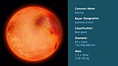 Gacrux red giant star, animation