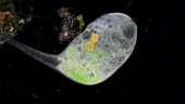 Stentor swimming, light microscopy