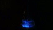 Bioluminescent plankton