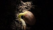 French bean germinating, timelapse
