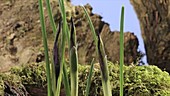Iris reticulata Pauline, timelapse