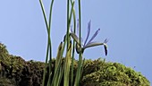 Iris reticulata Clairette, timelapse