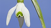 Snowdrop flower, timelapse