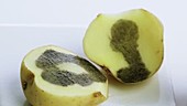 Iodine starch test on a potato