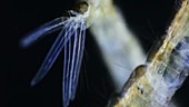 Anal gills of a mosquito larva