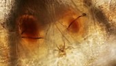 Mosquito larva internal organs