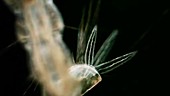 Anal gills of a mosquito larva