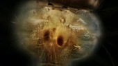 Mosquito larva thorax internal organs