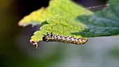 Caterpillar feeding on a leaf, time-lapse