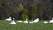 Migrating whooper swans feeding