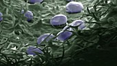 Lavender leaf hairs and oil glands, SEM