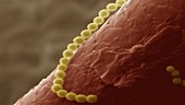 Bacterium on hair, SEM