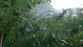 Cobweb in ferns