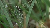 Water droplets on cobweb