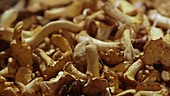 Chanterelle mushrooms