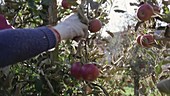 Person picking apples