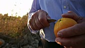 Opening an orange