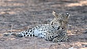 Female leopard grooming itself