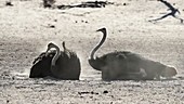 Southern ostriches dustbathing
