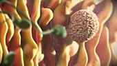 Sperm approaching egg, animation