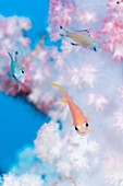 Anthias in soft coral