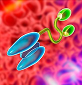 Blinatumomab antibody molecule,artwork